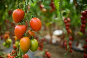 גידול עגבניות – המדריך המלא!
